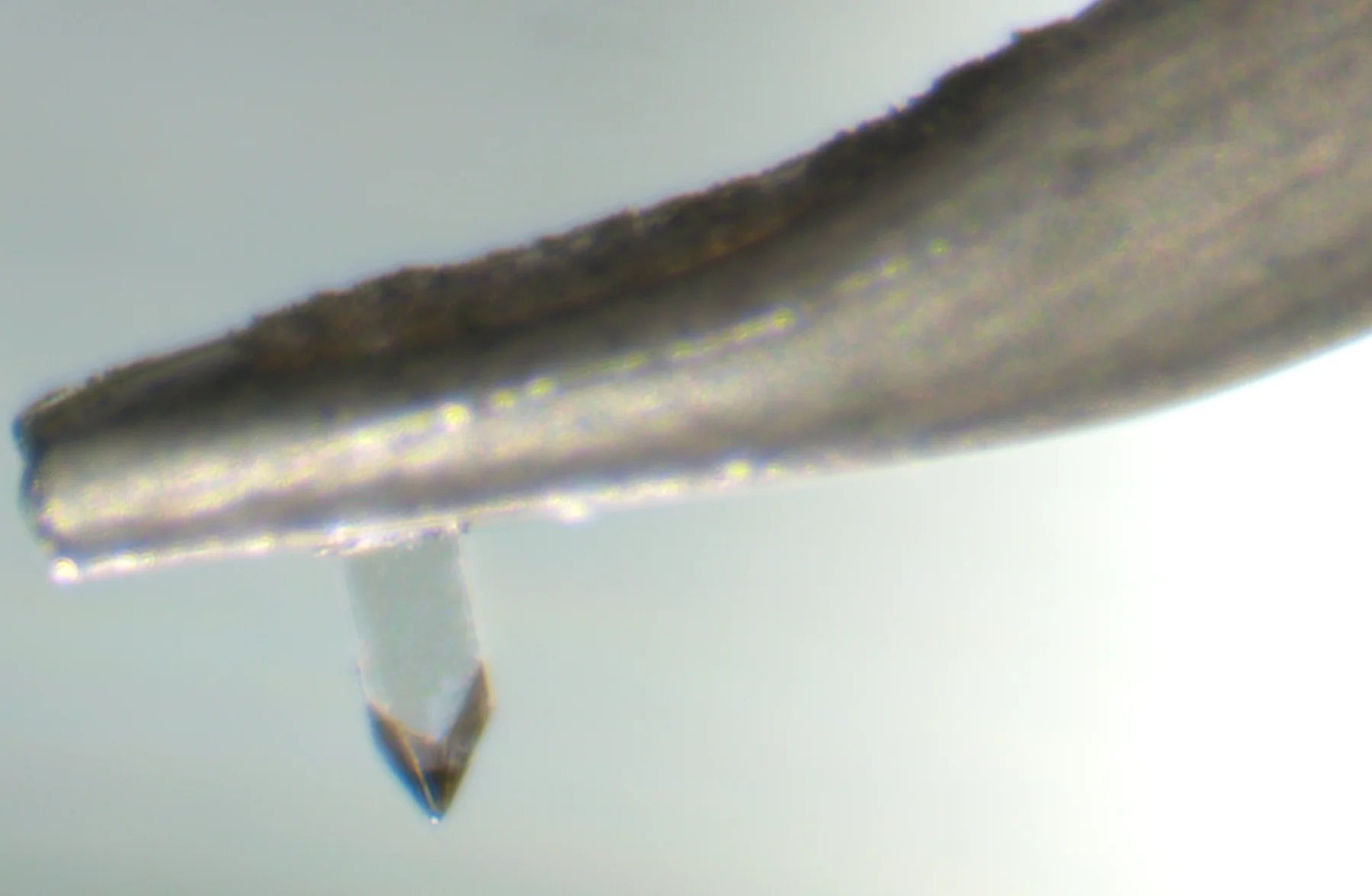 Shibata-Diamant des Hana SL MK2 unter dem Mikroskop